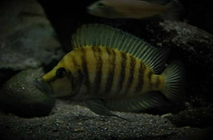 Altolamprologus compressiceps 'Cape Chaitika'